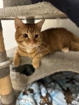 Enlarge Maui, a ADOPTABLE Domestic Short Hair in Dodgeville, WI image 3/3
