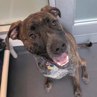 Enlarge Zeke , a ADOPTABLE mixed breed in Ithaca, NY image 1/3