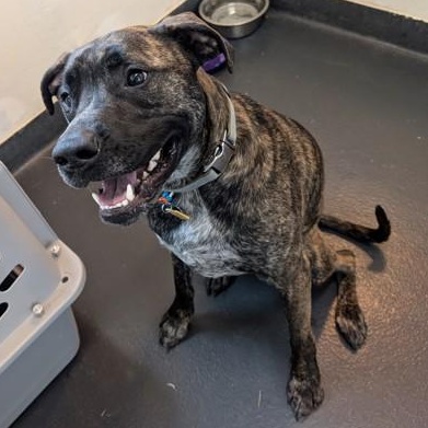 Enlarge Zeke , a ADOPTABLE mixed breed in Ithaca, NY image 2/3