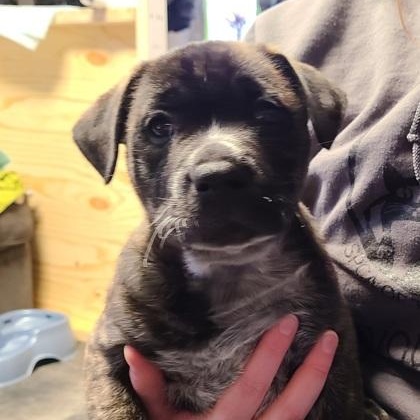 Enlarge Zeke , a ADOPTABLE mixed breed in Ithaca, NY image 3/3