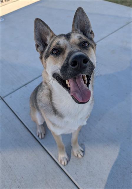 WIZARD, Adoptable, Adult Male German Shepherd Dog.