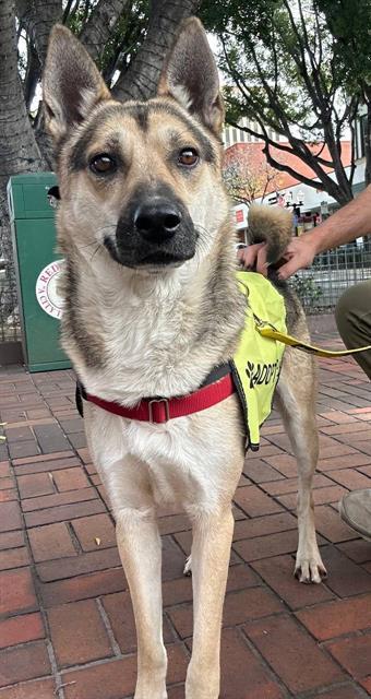 WIZARD, Adoptable, Adult Male German Shepherd Dog.