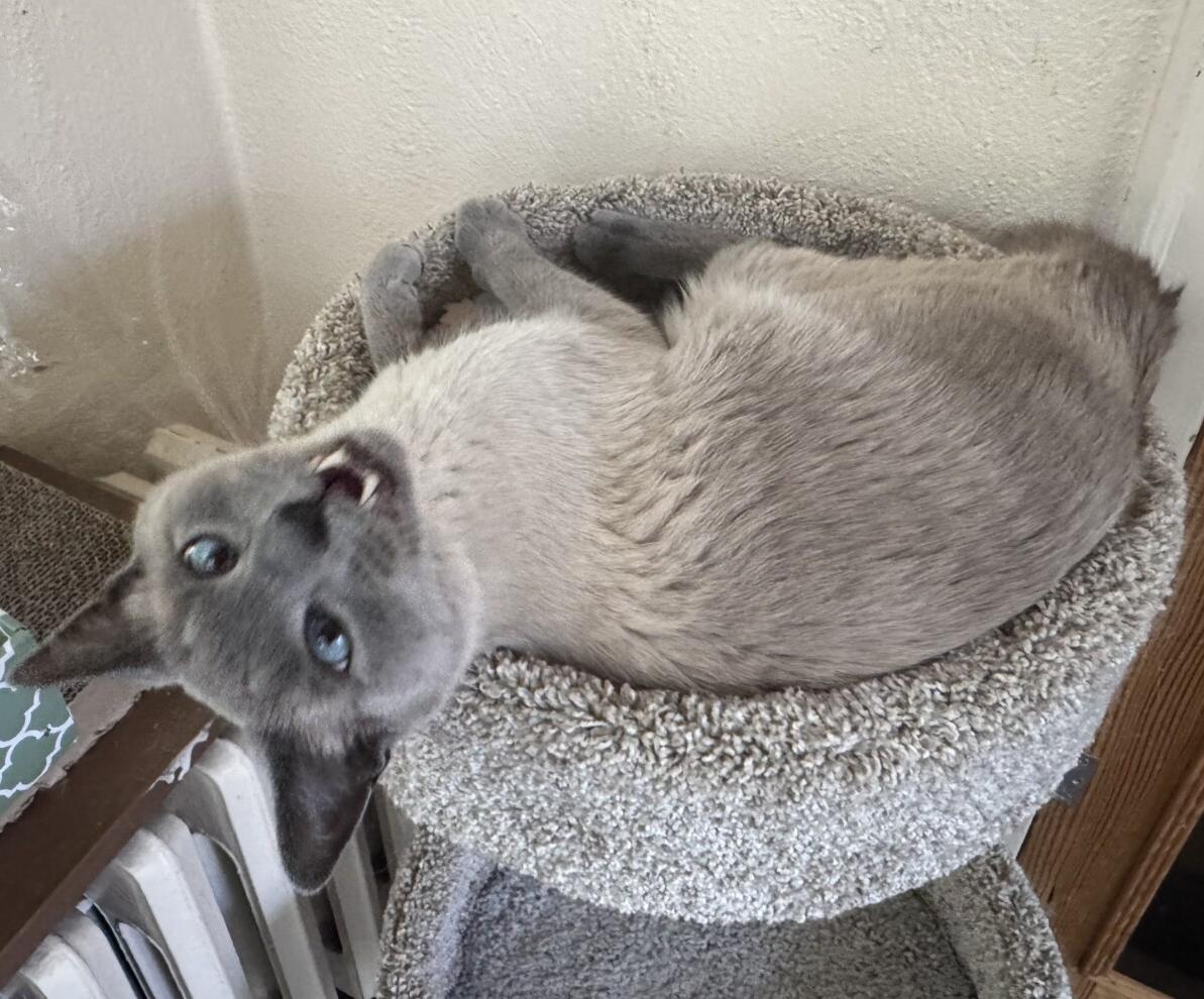 Enlarge FRITZ, a ADOPTABLE Siamese in Minneapolis, MN image 2/2