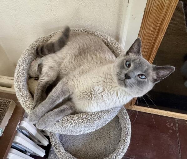 FRITZ, ADOPTABLE, Adult Male Siamese.