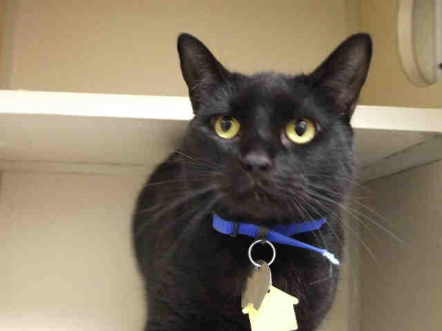 JADE, Adoptable, Senior Female Domestic Short Hair.