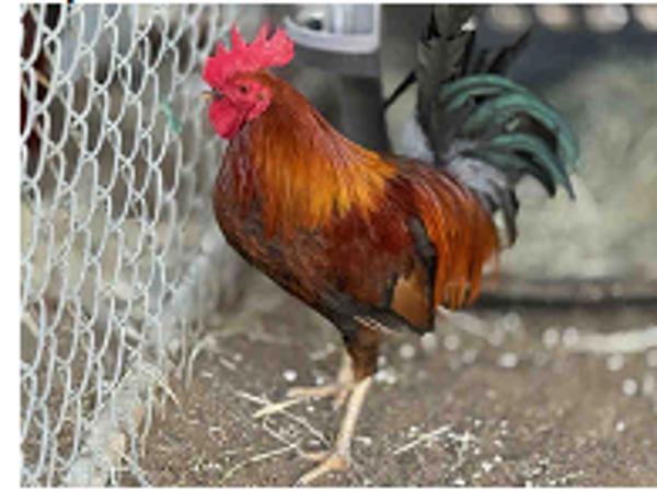 Enlarge Jeff, a Adoptable mixed breed in Escondido, CA image 1/1
