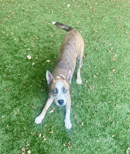 Dingo, Adopted, Adult Male Husky.