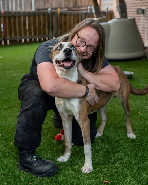 Enlarge Dingo, a Adopted mixed breed in Haltom City, TX image 2/2