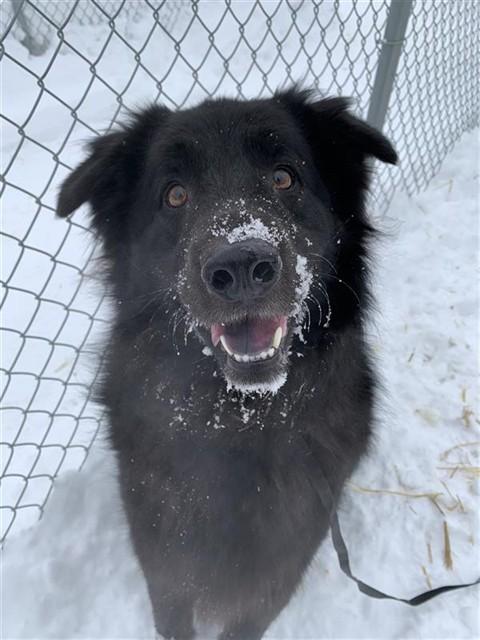 BLACK JACK, Adoptable, Adult Male Chow Chow & Mixed Breed.