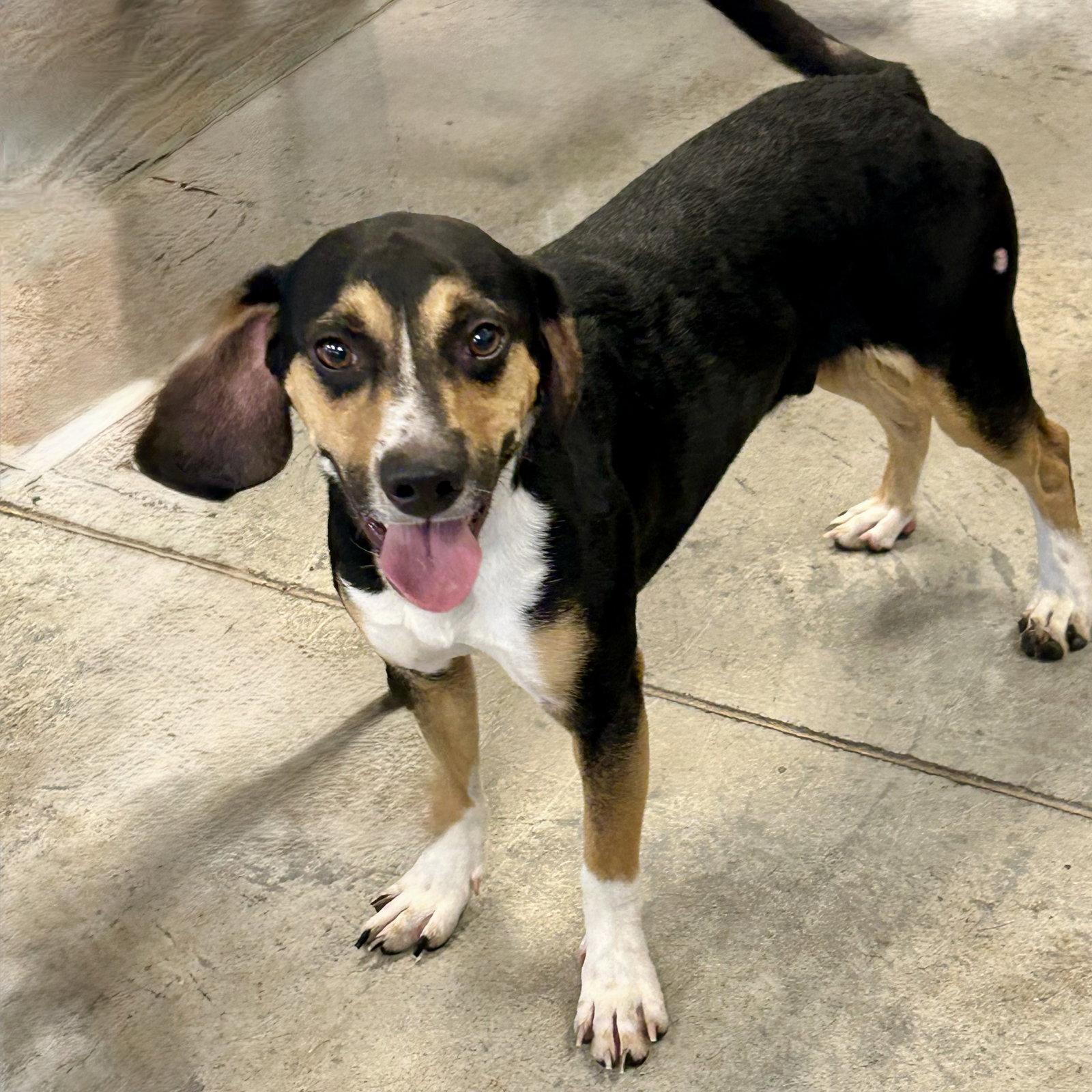 Ruger 2026, a Adoptable Beagle in Norwood, OH image 2/2