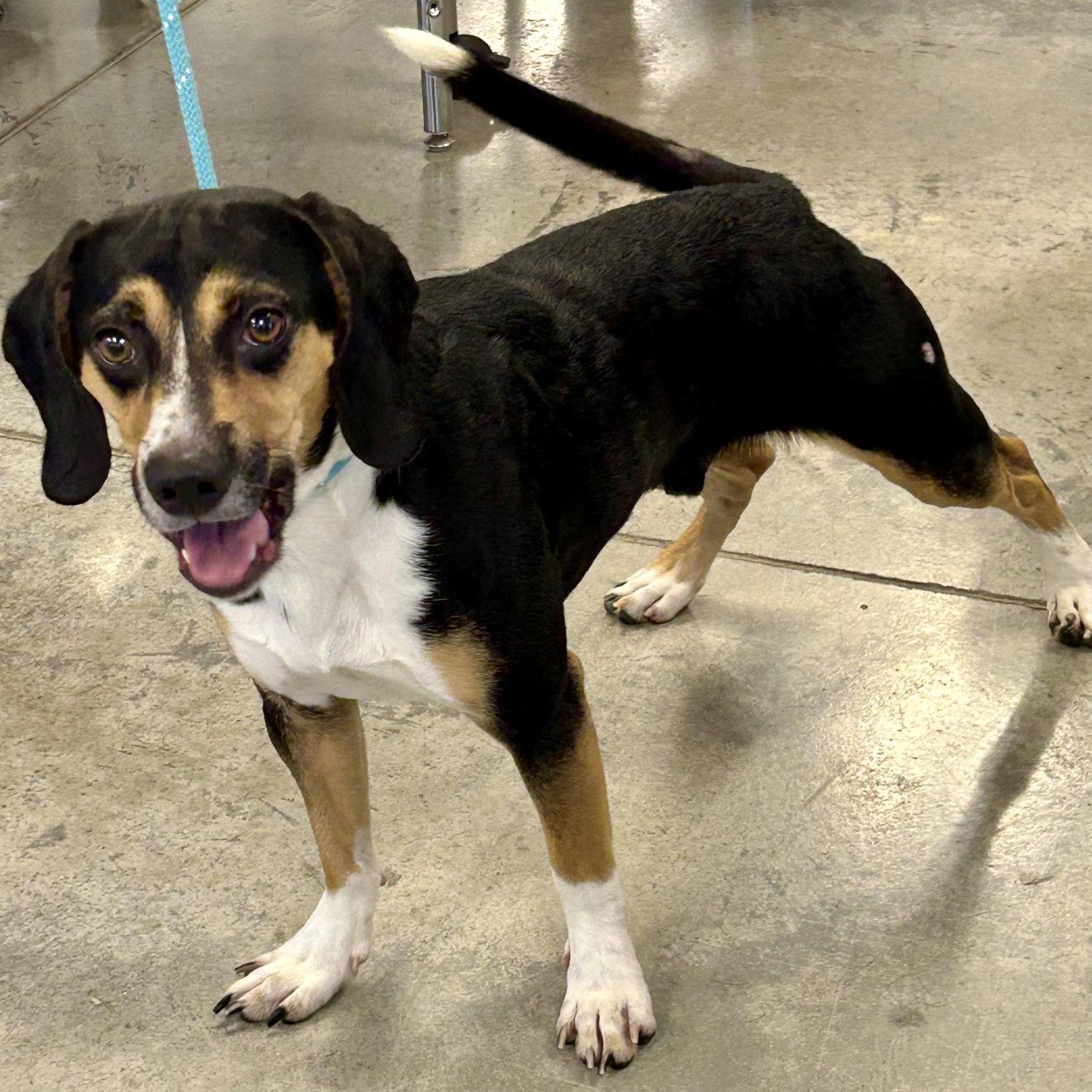 Ruger 2026, Adoptable, Young Male Beagle.