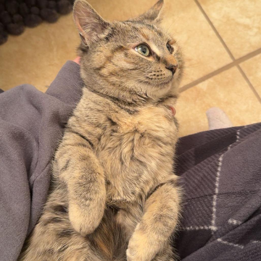 Enlarge Honey, a Adoptable Domestic Short Hair in Harrisonburg, VA image 1/3