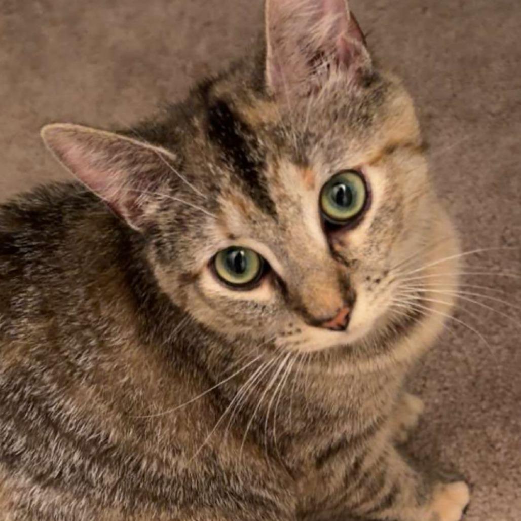Honey, a Adoptable Domestic Short Hair in Harrisonburg, VA image 2/6