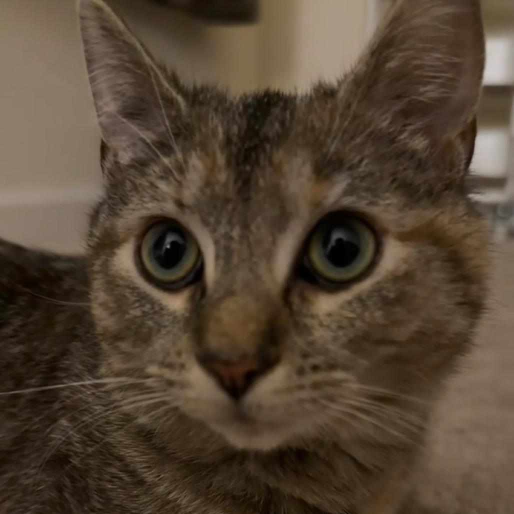 Enlarge Honey, a Adoptable Domestic Short Hair in Harrisonburg, VA image 3/4