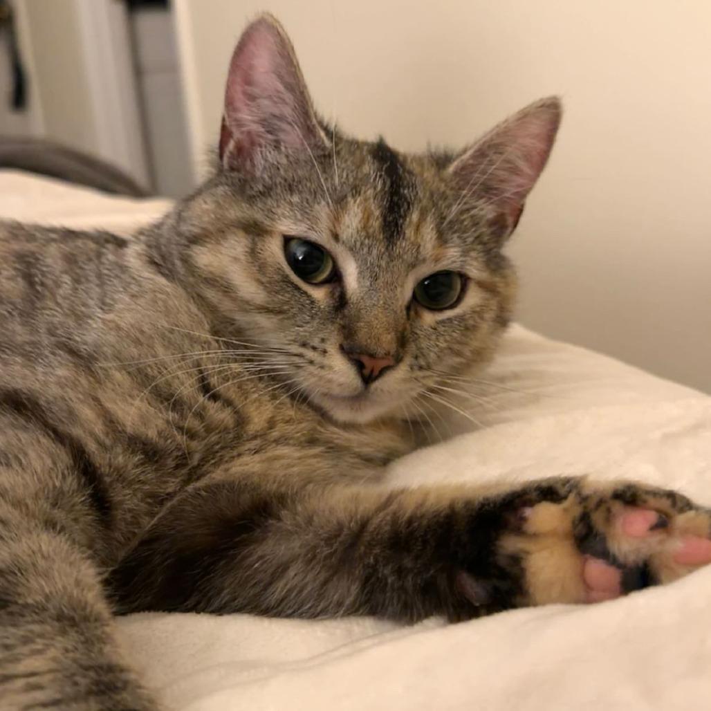 Honey, a Adoptable Domestic Short Hair in Harrisonburg, VA image 5/6