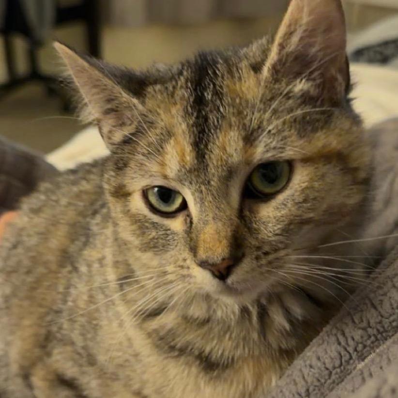 Enlarge Honey, a Adoptable Domestic Short Hair in Harrisonburg, VA image 4/4