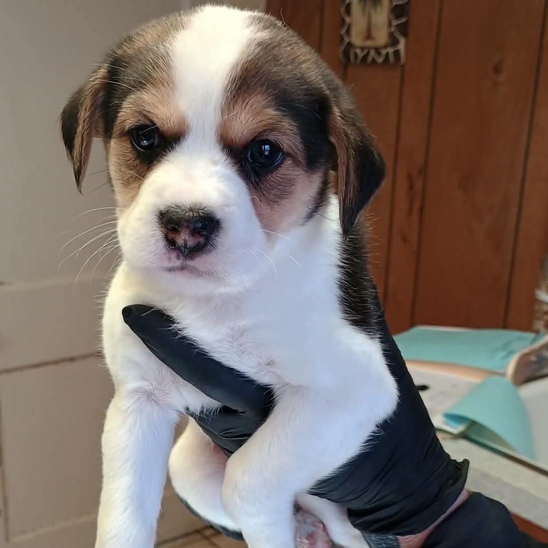 Enlarge Crush, an adopted mixed breed in Glenolden, PA image 5/6