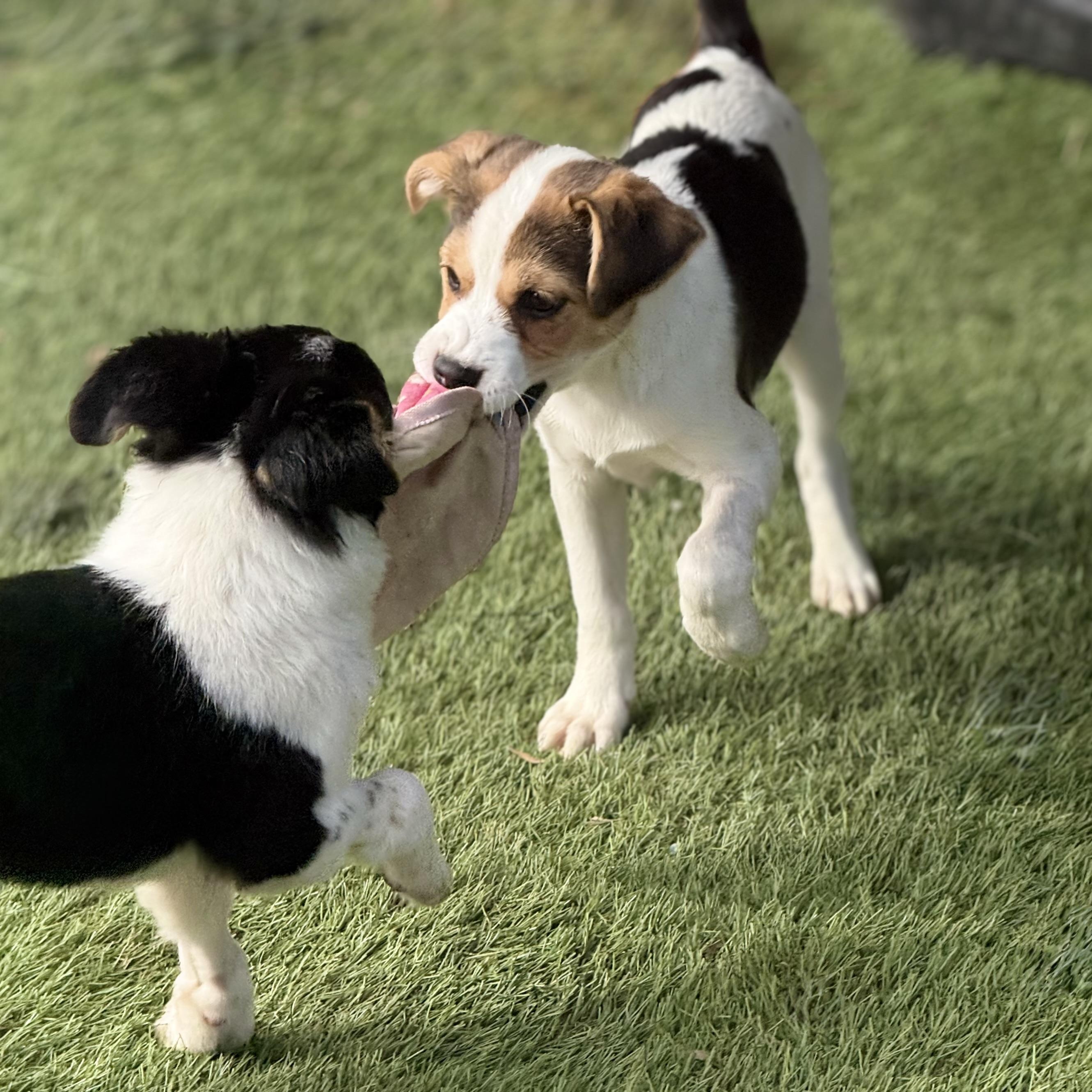 Enlarge Crush, an adopted mixed breed in Glenolden, PA image 4/6