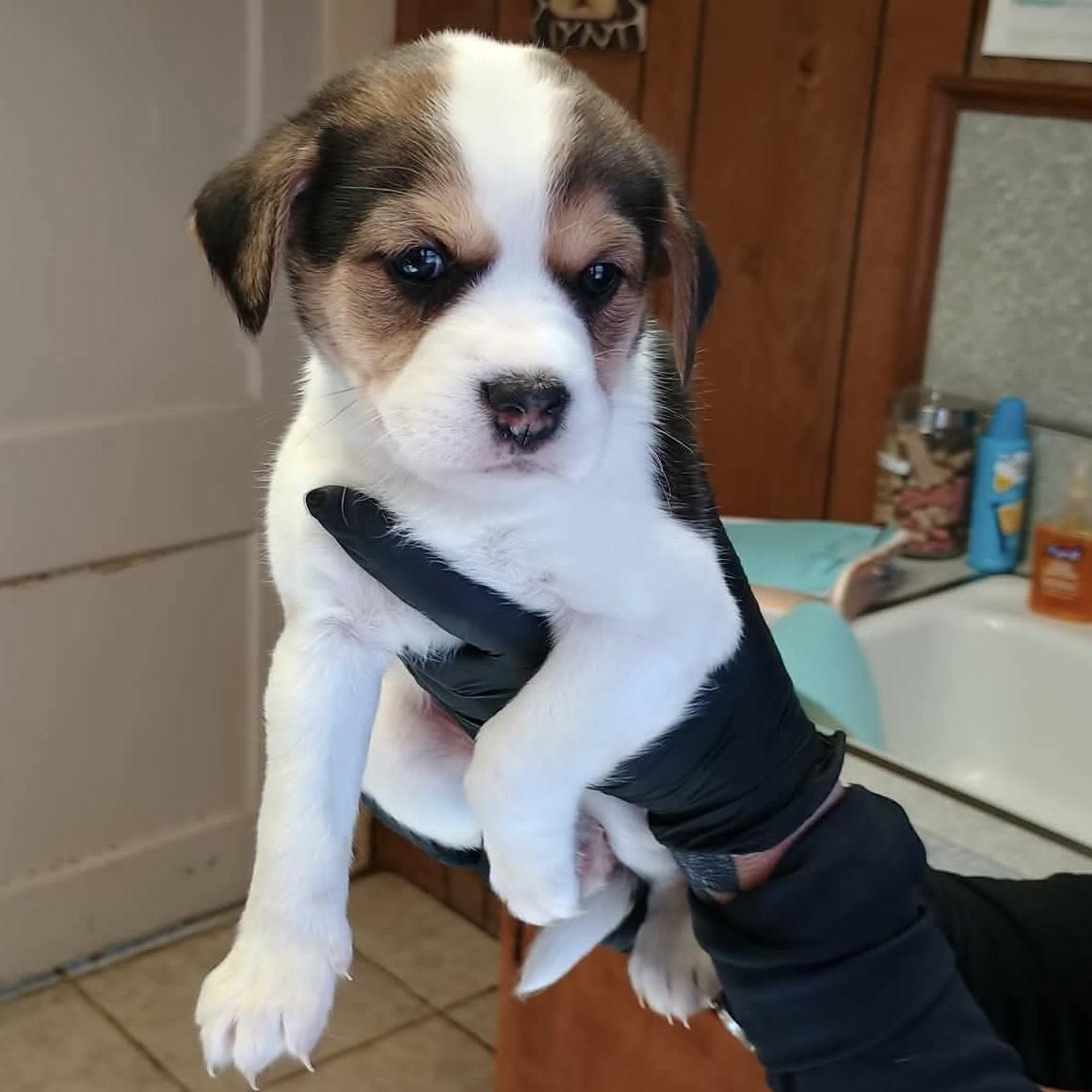 Enlarge Crush, an adopted mixed breed in Glenolden, PA image 3/6