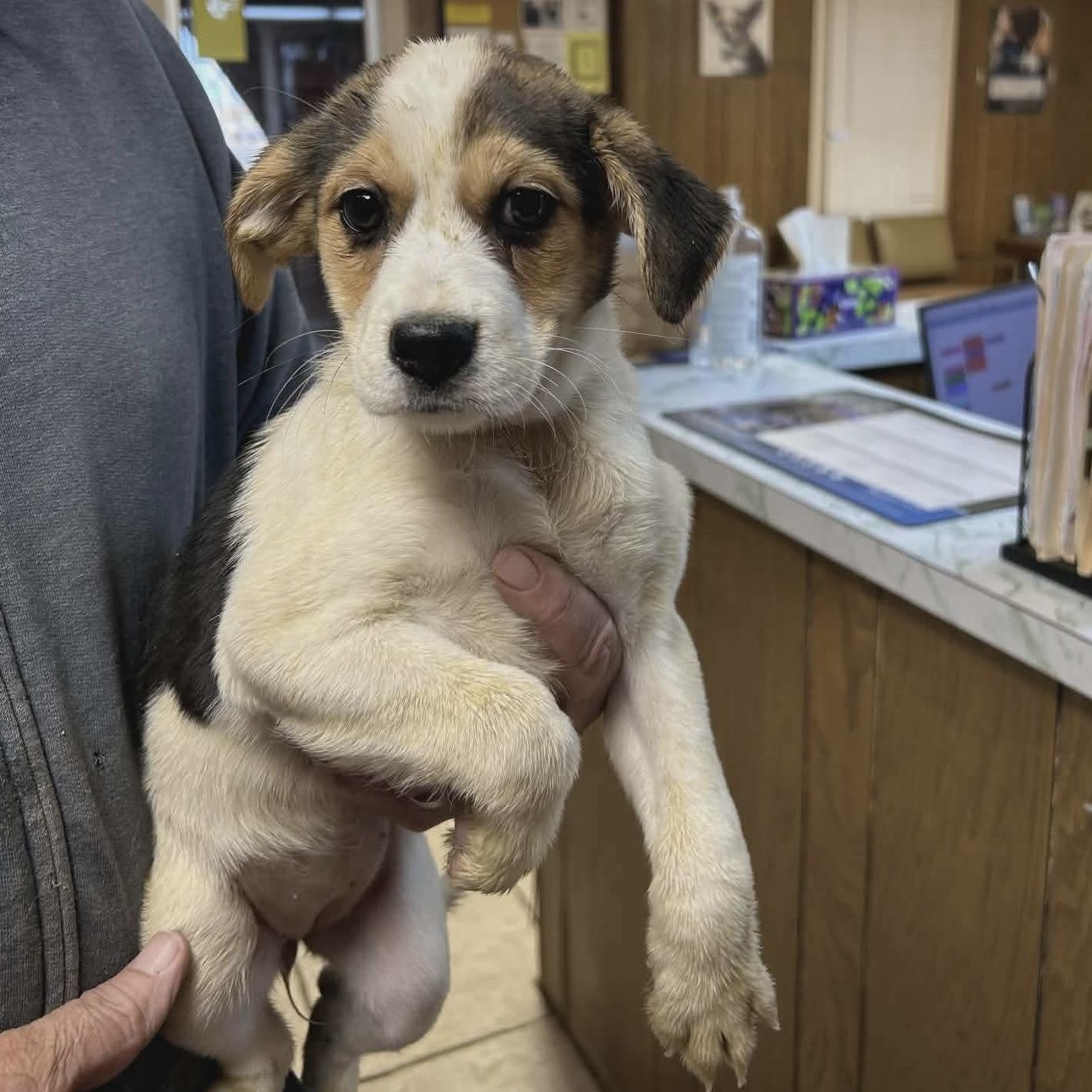 Enlarge Crush, an adopted mixed breed in Glenolden, PA image 2/6