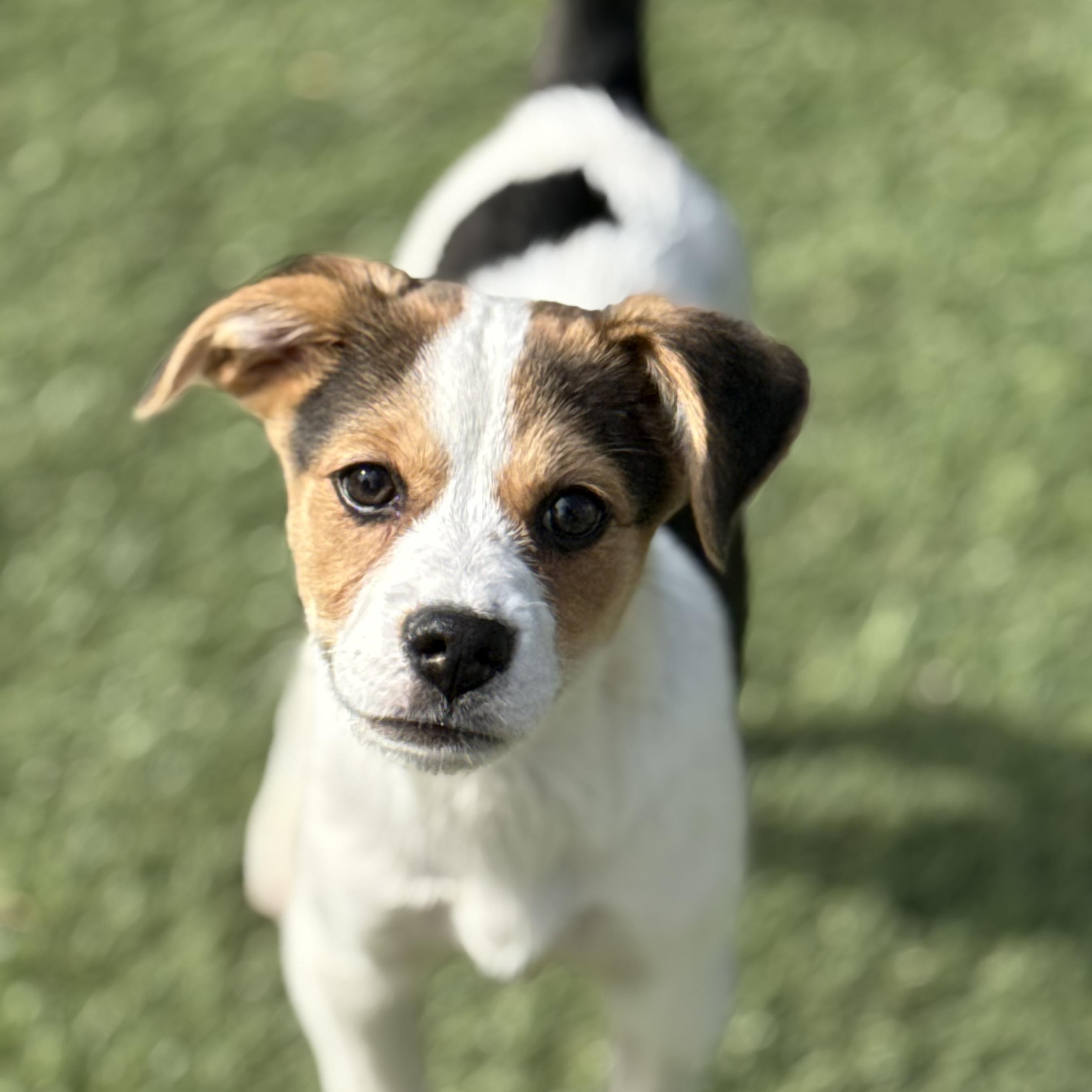 Crush, adopted, Puppy Female Beagle & Spaniel.