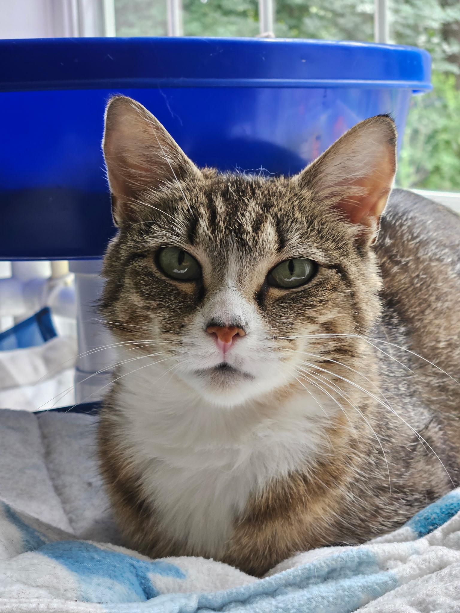 Josey, ADOPTABLE, Adult Female Domestic Short Hair.