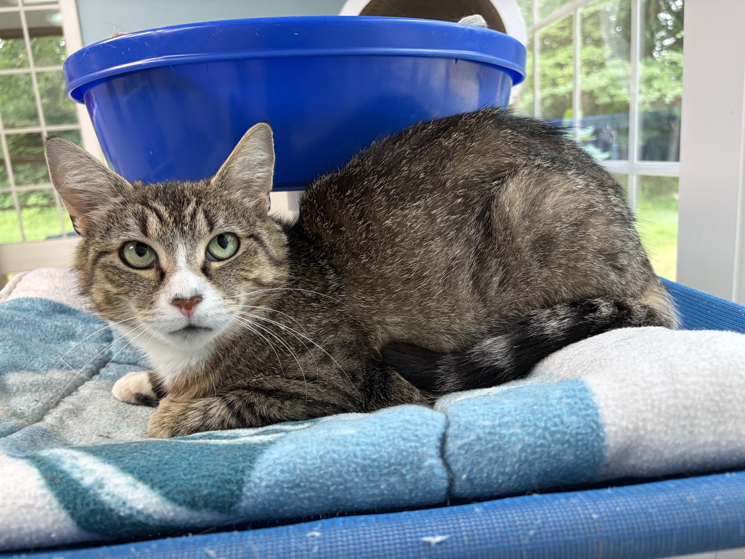 Josey, a ADOPTABLE Domestic Short Hair in Westbrook, CT image 4/5