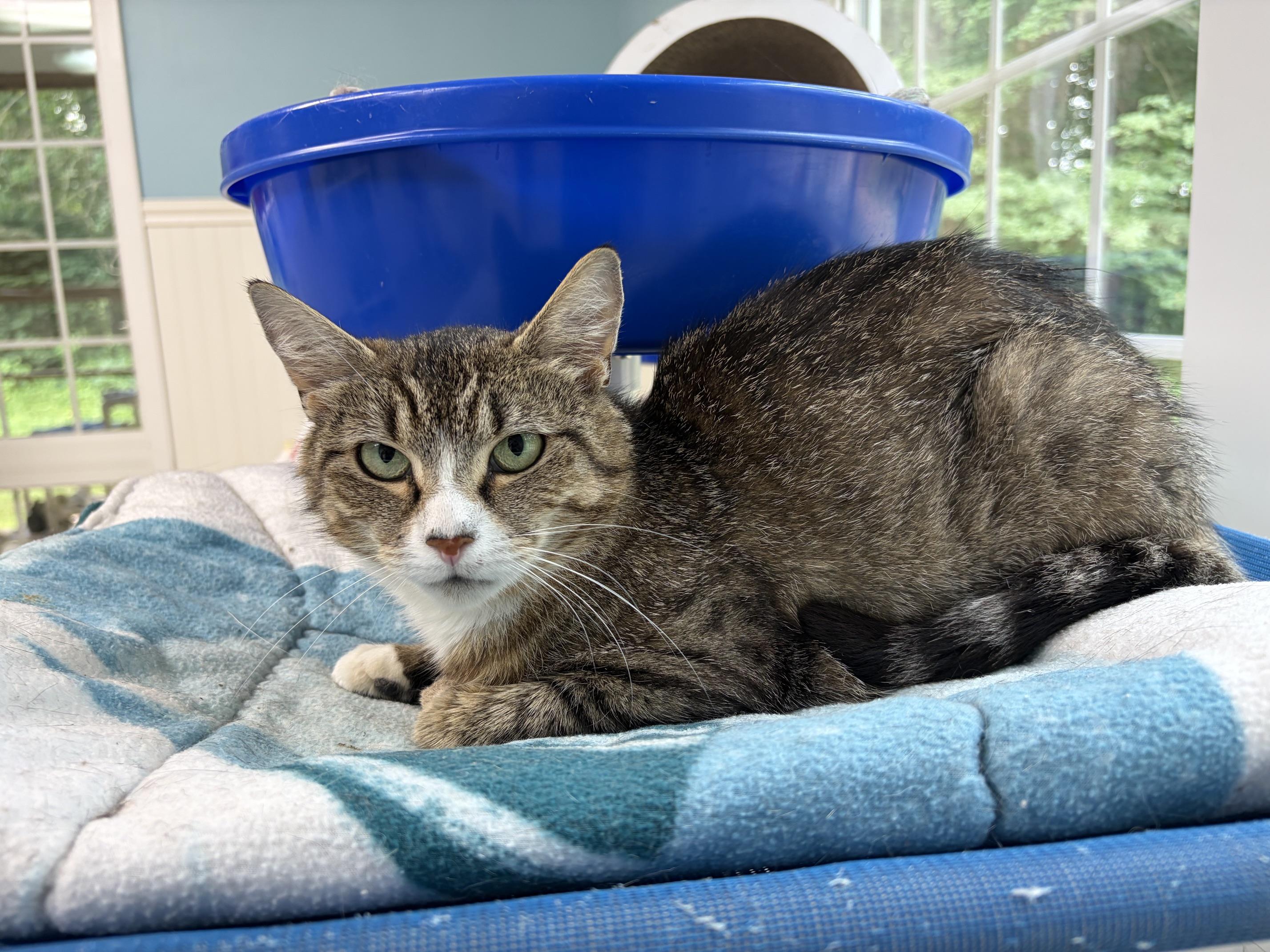 Josey, a ADOPTABLE Domestic Short Hair in Westbrook, CT image 5/5