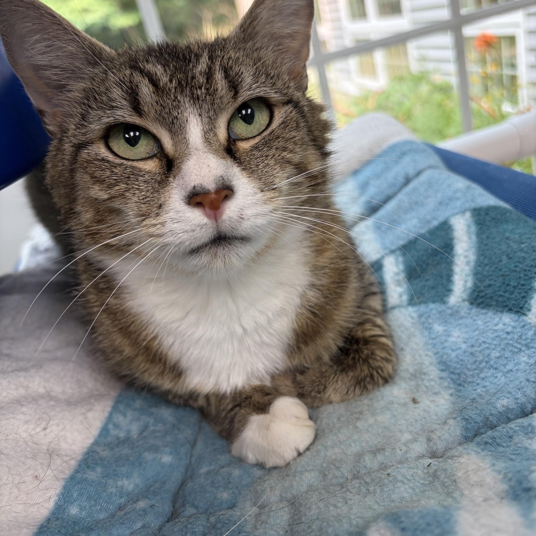 Josey, a ADOPTABLE Domestic Short Hair in Westbrook, CT image 2/5