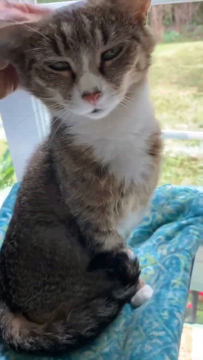 Enlarge Josey, a ADOPTABLE Domestic Short Hair in Westbrook, CT video 3/5