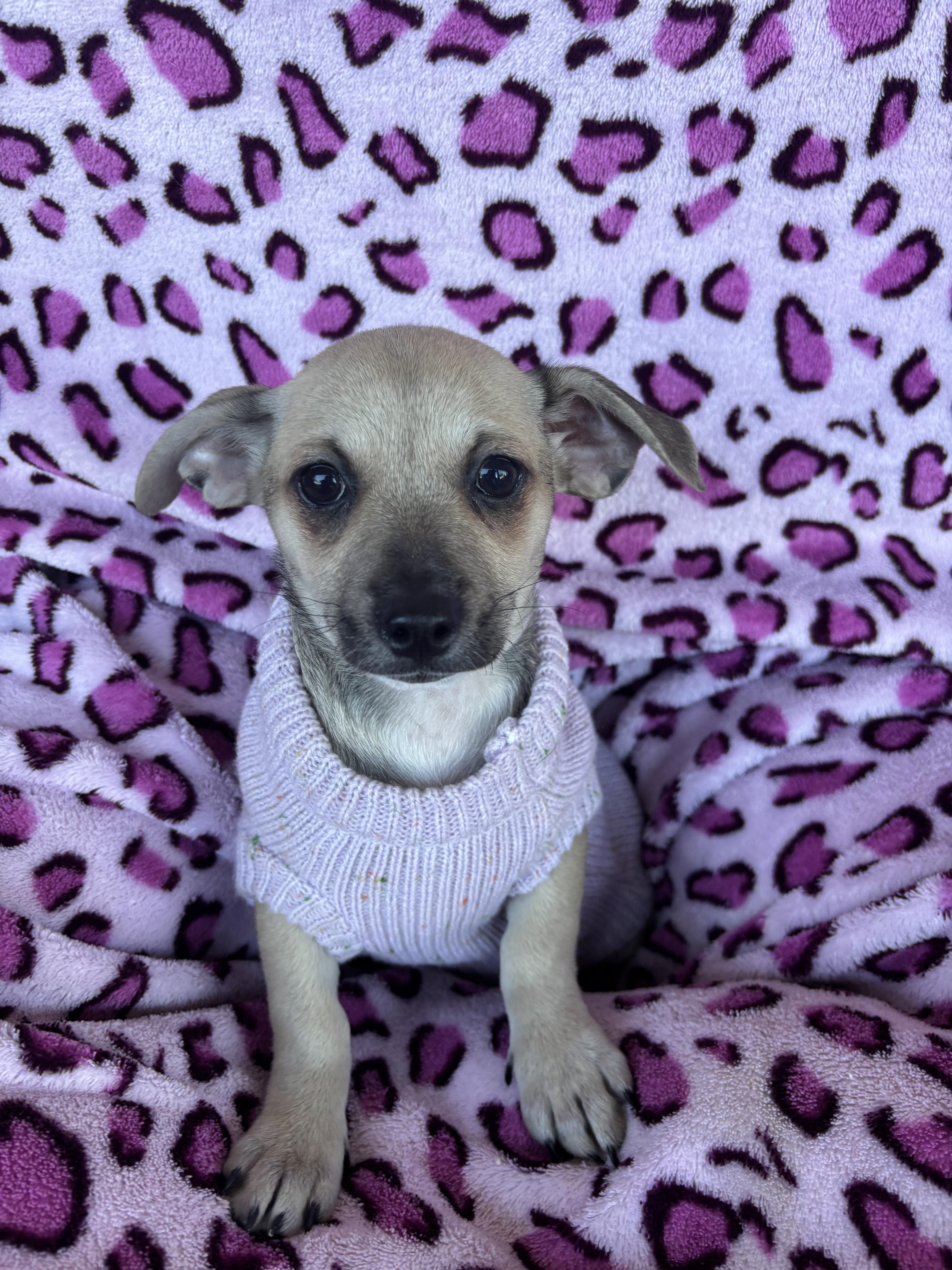 Sandbag, a Adoptable mixed breed in San Jose, CA image 2/3