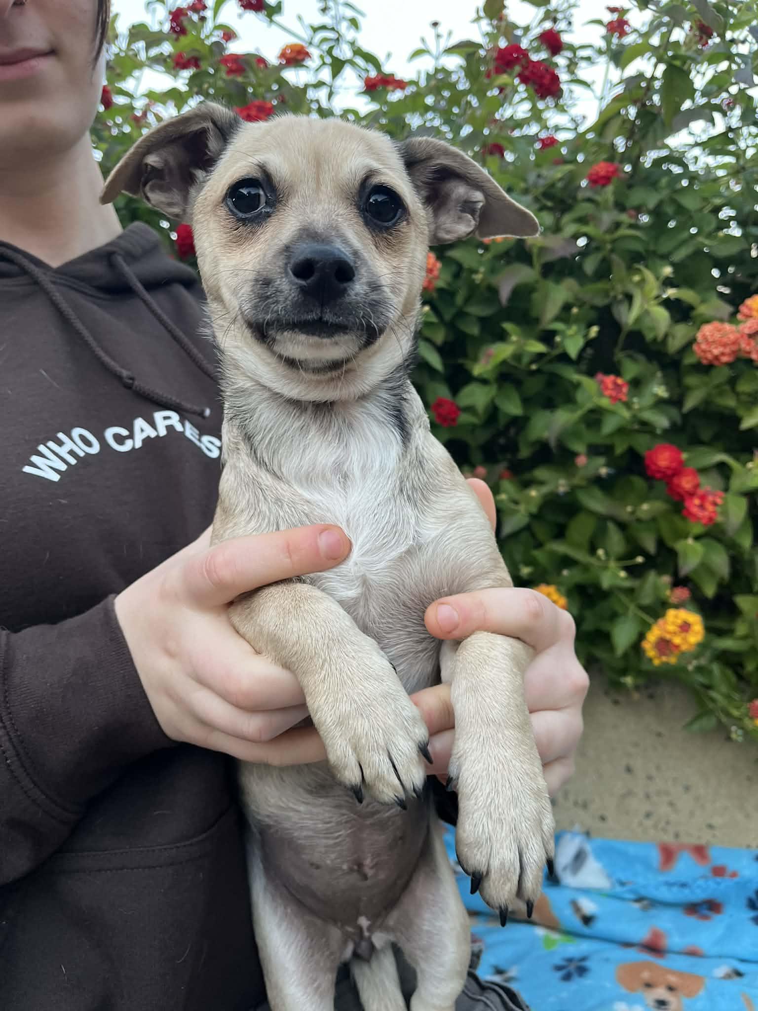 Sandbag, a Adoptable mixed breed in San Jose, CA image 1/4