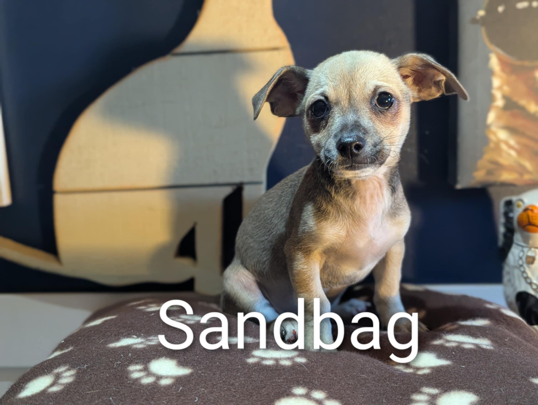 Sandbag, a Adoptable mixed breed in San Jose, CA image 3/3