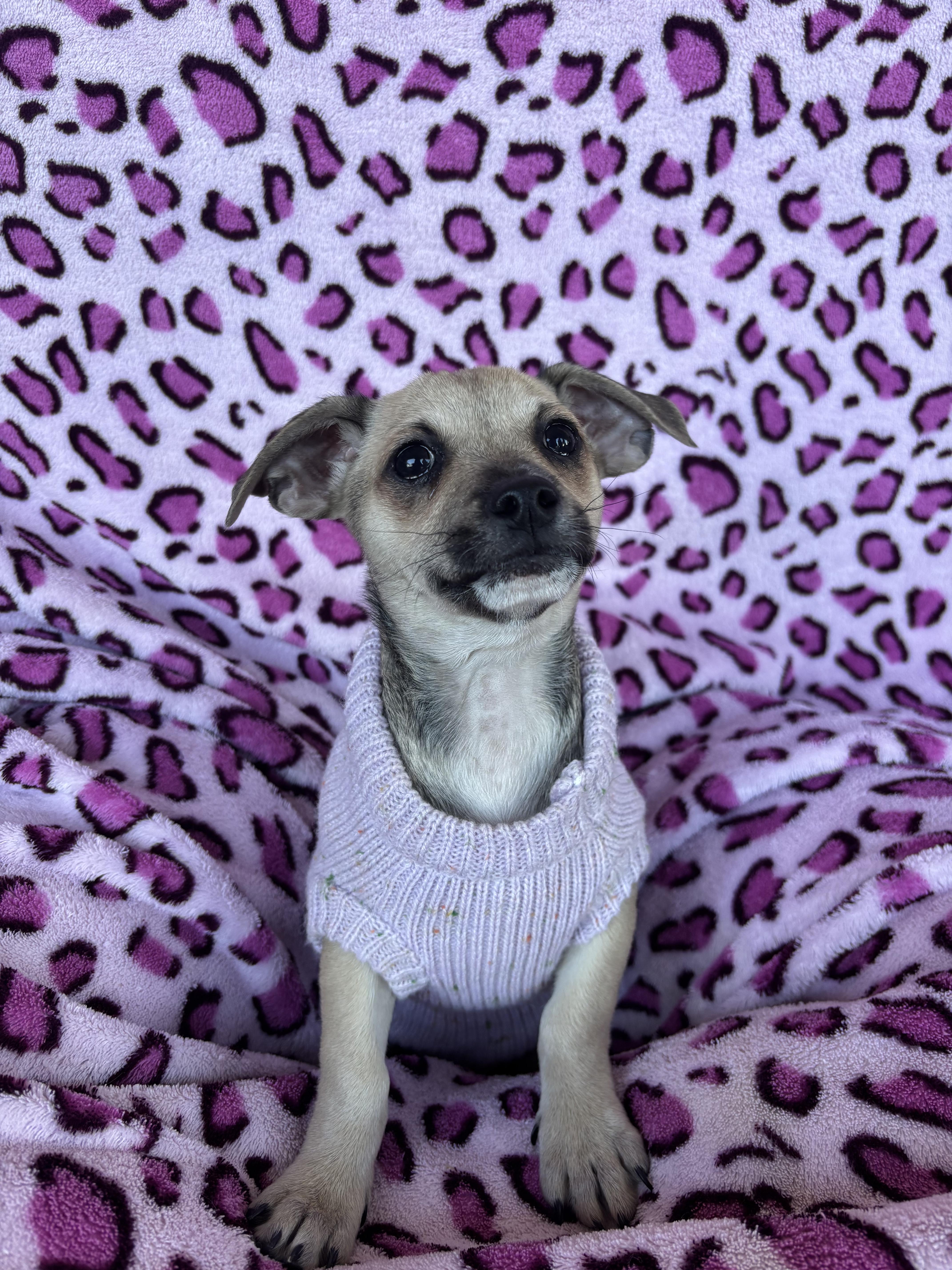 Sandbag, a Adoptable mixed breed in San Jose, CA image 1/3