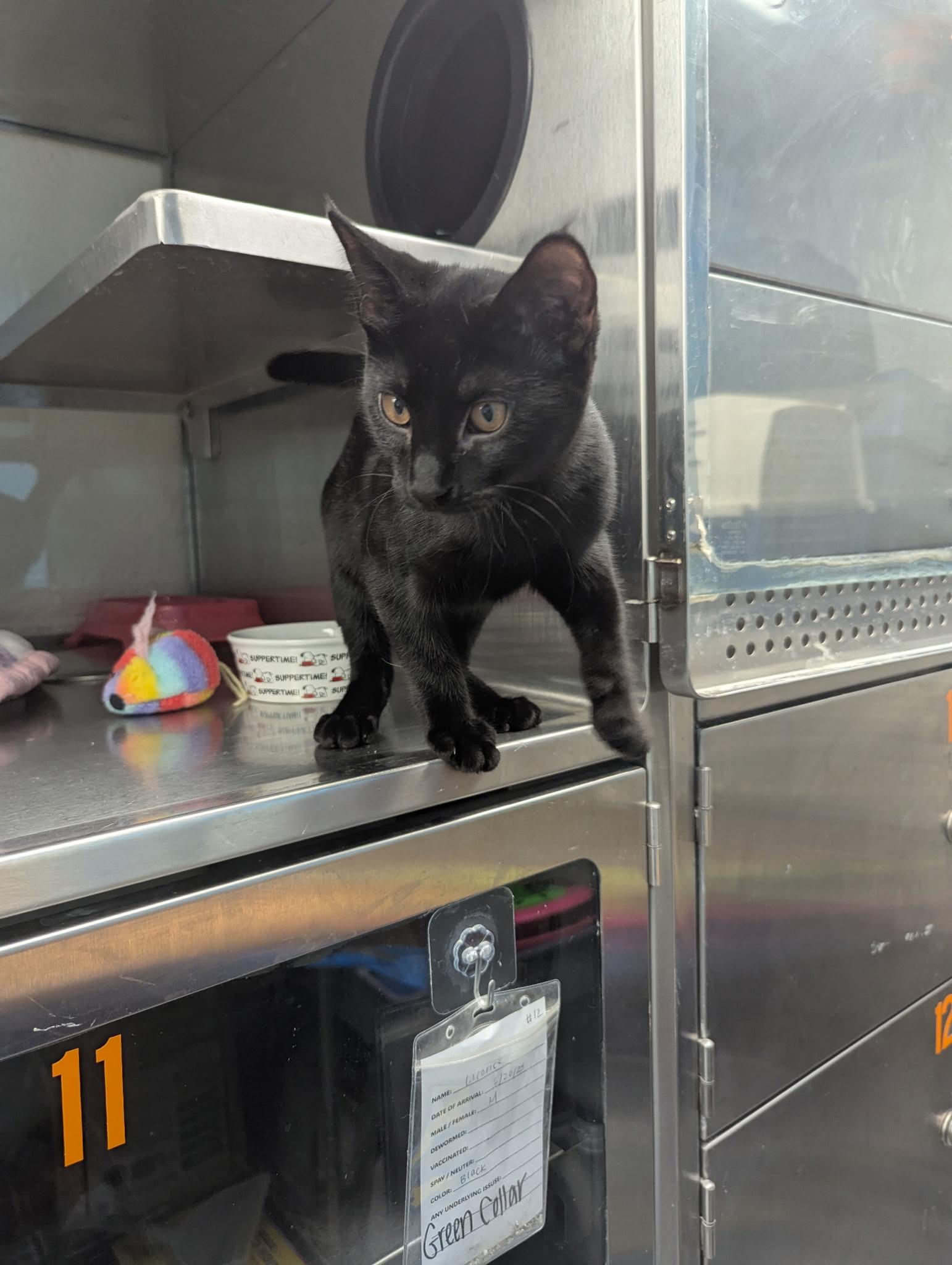 Enlarge Velma, a Adopted Domestic Short Hair in Monroeville, PA image 1/3