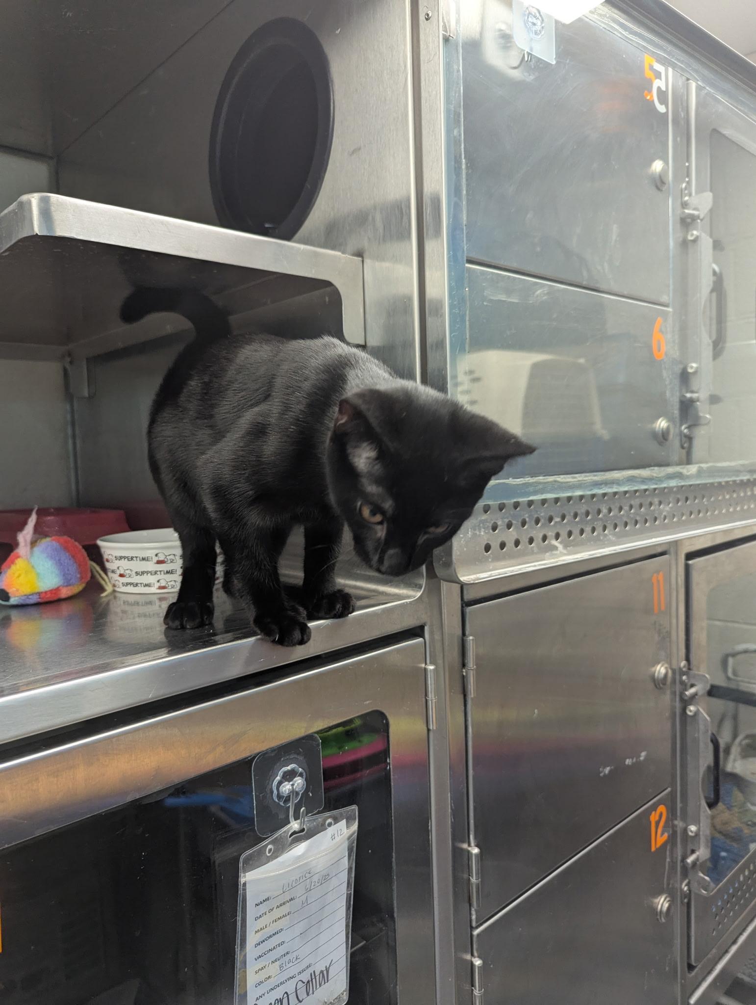 Enlarge Velma, a Adopted Domestic Short Hair in Monroeville, PA image 2/3