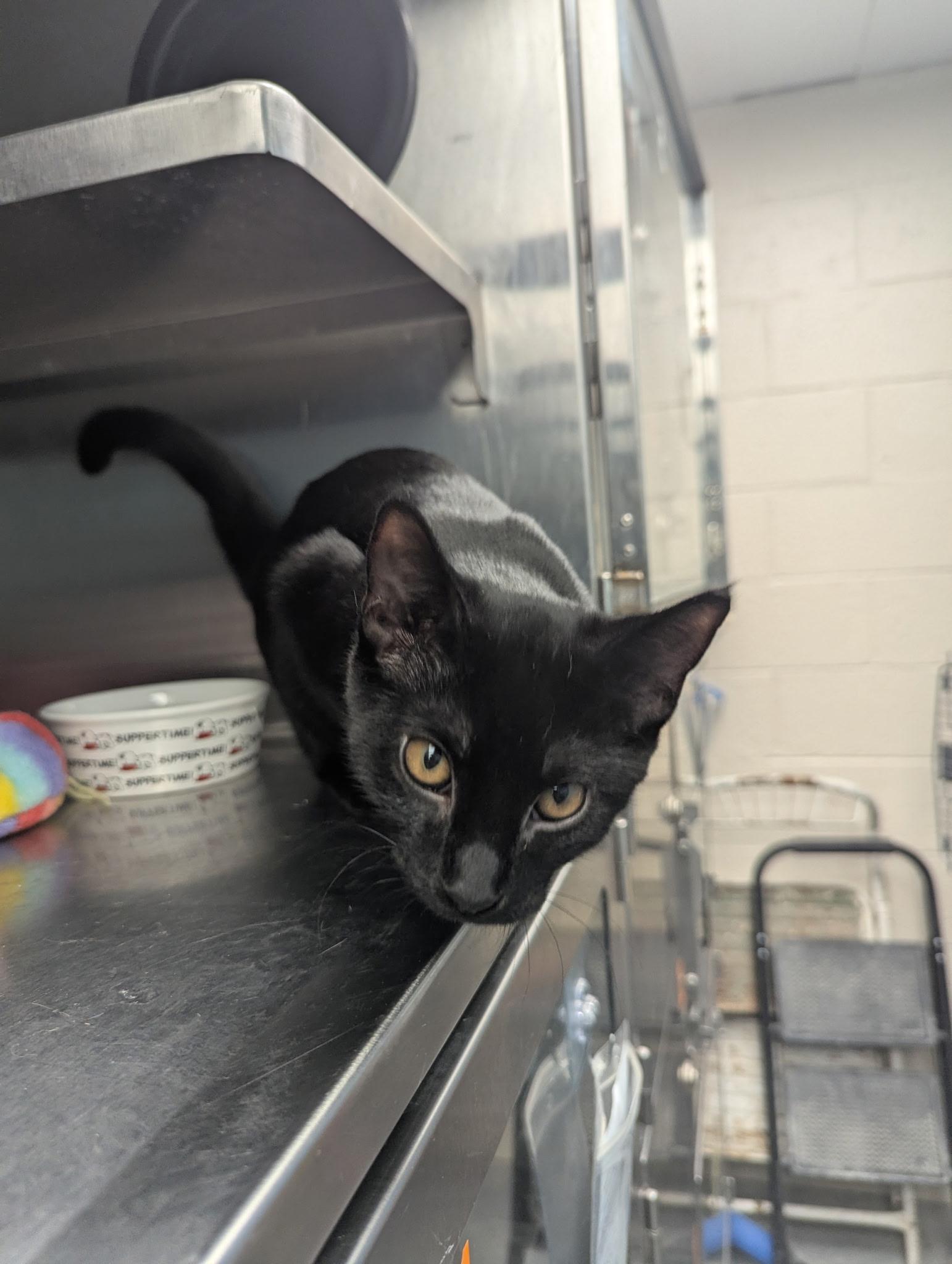 Velma, Adopted, Kitten Female Domestic Short Hair.