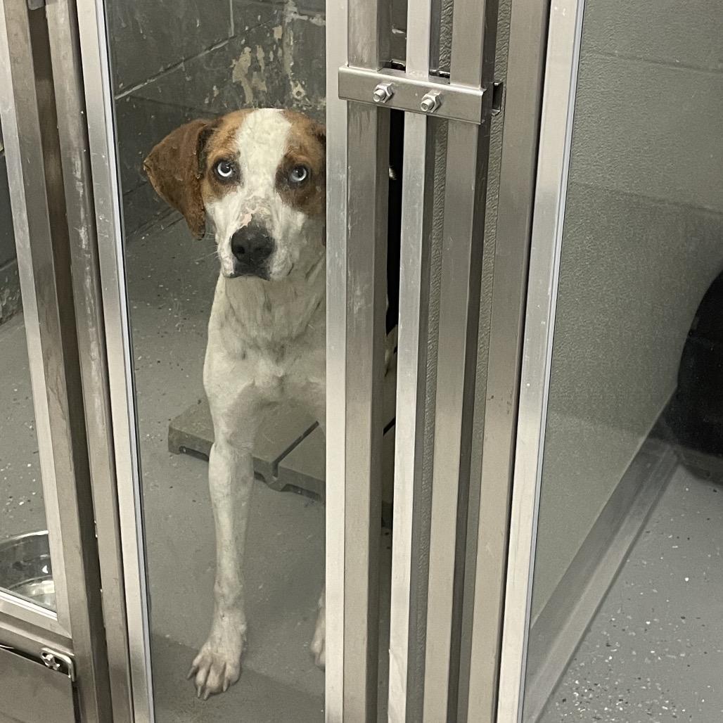 Enlarge Cupid, a Adoptable Hound in Galax, VA image 1/2