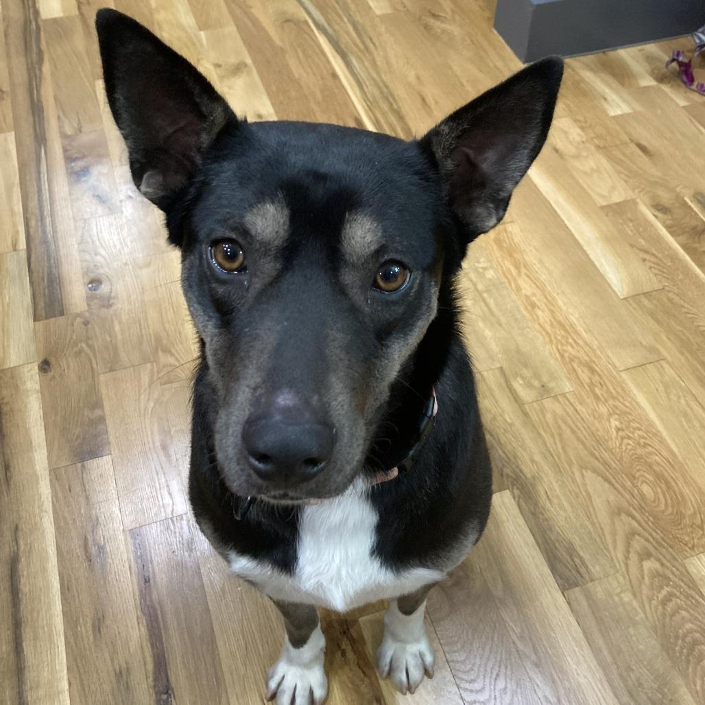 Whimsy, Adoptable, Adult Female Mixed Breed.