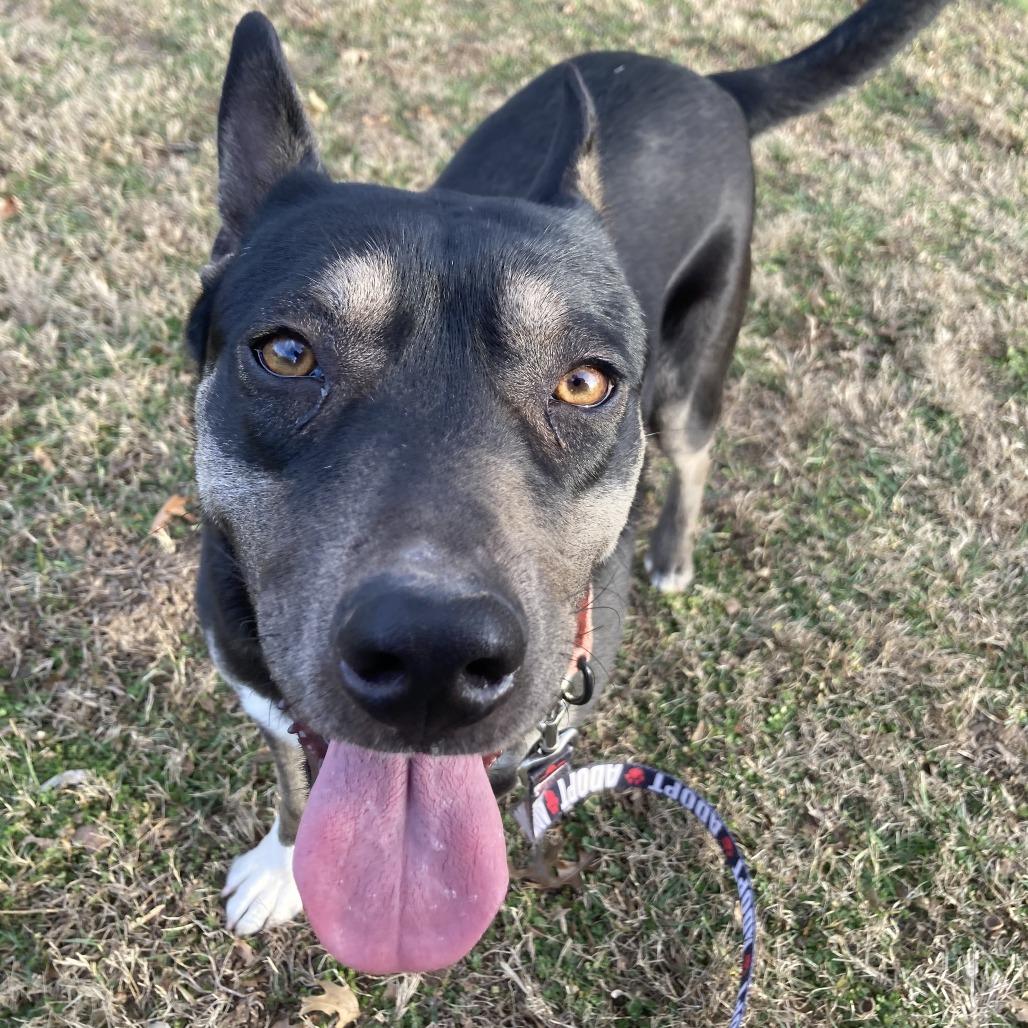 Whimsy, a Adoptable Mixed Breed in Bentonville, AR image 2/6