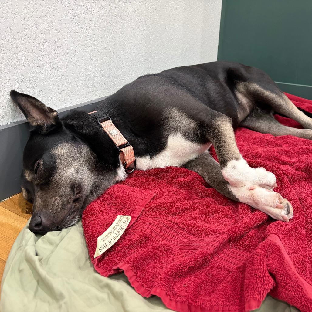 Enlarge Whimsy, a Adoptable Mixed Breed in Bentonville, AR image 2/5