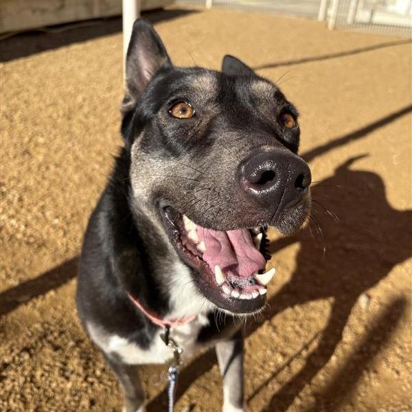 Whimsy, Adoptable, Adult Female Mixed Breed.