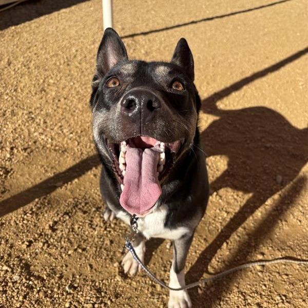 Enlarge Whimsy, a Adoptable Mixed Breed in Bentonville, AR image 4/5