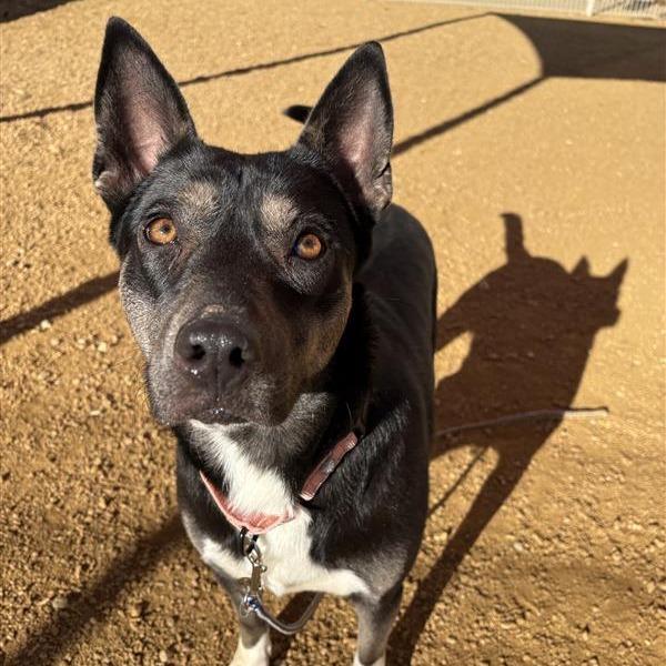 Enlarge Whimsy, a Adoptable Mixed Breed in Bentonville, AR image 5/5