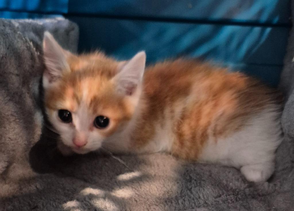 Mango, Adoptable, Kitten Male Domestic Short Hair.