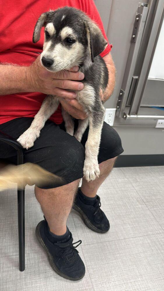 Enlarge Macadamia, a Adoptable mixed breed in Calgary, AB image 1/1