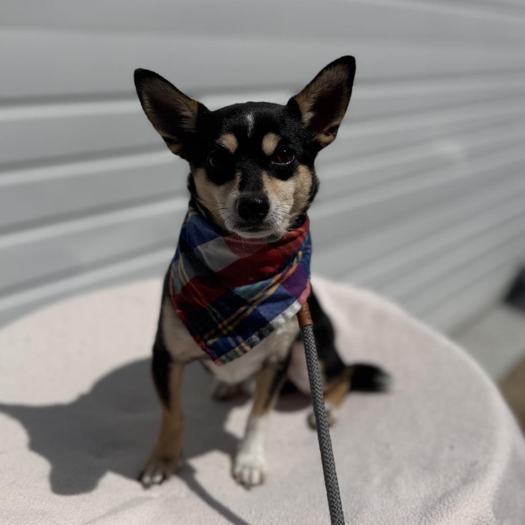 Maxamus, a Adoptable mixed breed in Newberg, OR image 1/5