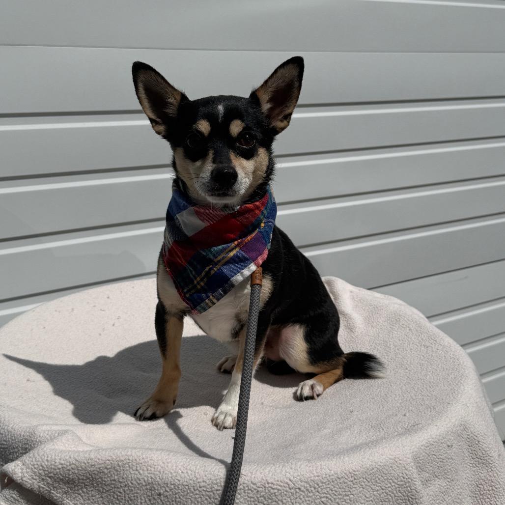 Maxamus, a Adoptable mixed breed in Newberg, OR image 2/5