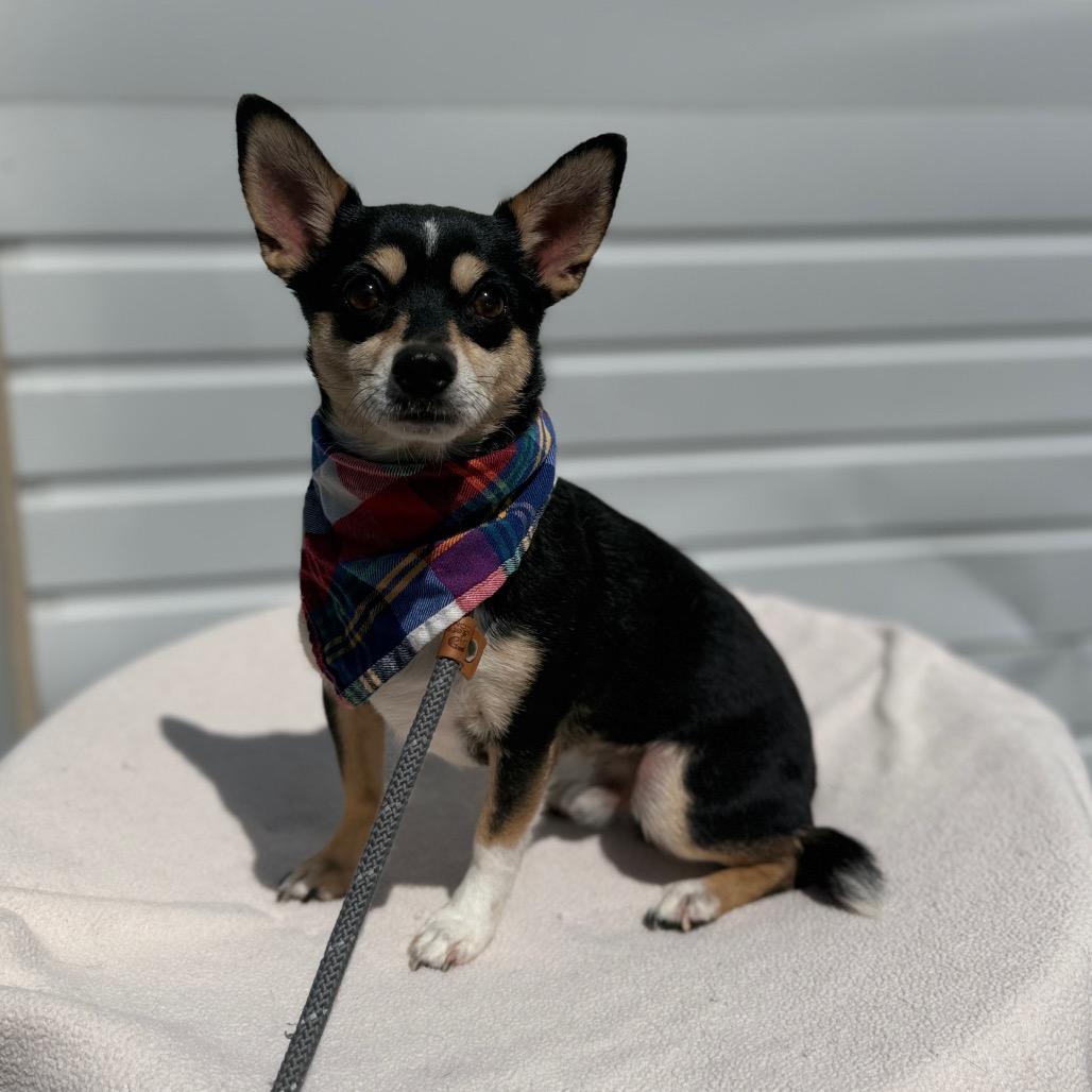 Maxamus, a Adoptable mixed breed in Newberg, OR image 3/5