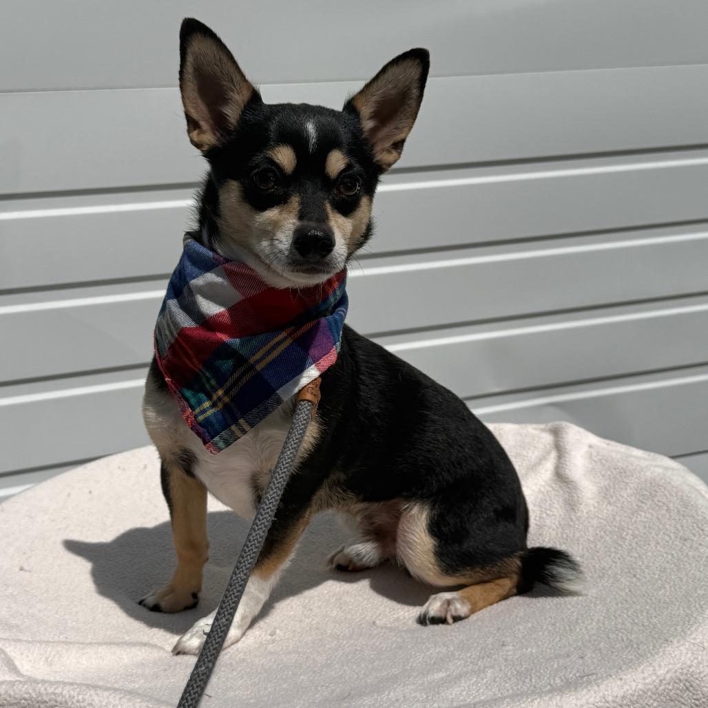 Maxamus, a Adoptable mixed breed in Newberg, OR image 4/5